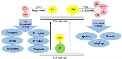 Photodynamic therapy induced cell cycle arrest and cancer cell synchronization: review